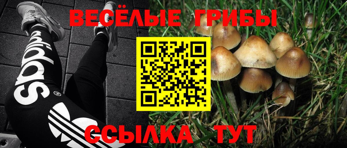 Богородск  Псилоцибиновые грибы Magic Shrooms  Вход с VPN 
